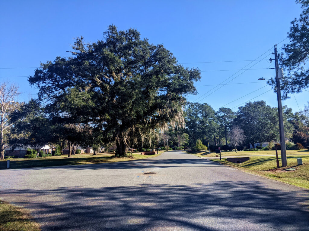 Large oak tree next to the road