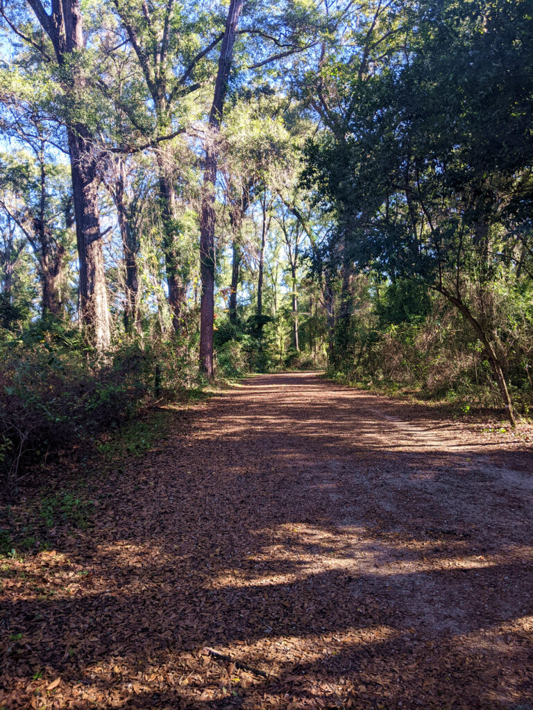 Shaded walking trail through woods